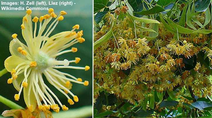 Linden Trees: Types, Leaves, Flowers, Bark - Identification (with Pictures)