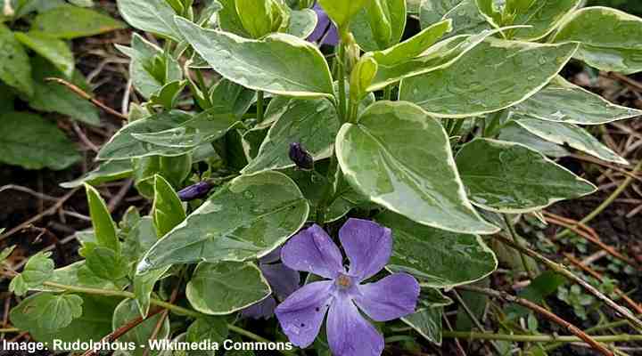 Ground Cover Plants With Purple Flowers (With Pictures ...