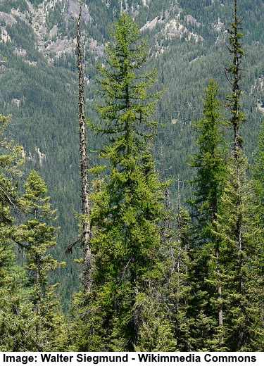 Larch Trees: Types, Leaves, Cones - Identification Guide (Pictures) (2023)