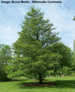 Alder Trees: Leaves, Bark, Flowers, Cones - Identification (Pictures)