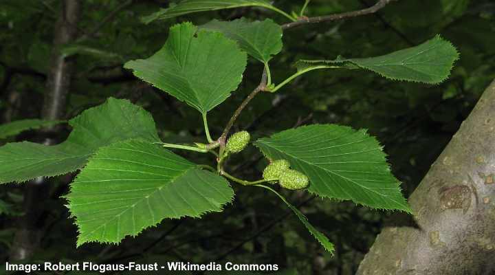 Alder Trees Leaves Bark Flowers Cones Identification Pictures