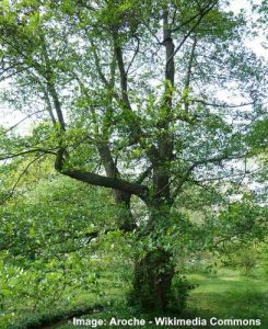 Alder Trees: Leaves, Bark, Flowers, Cones - Identification (Pictures)