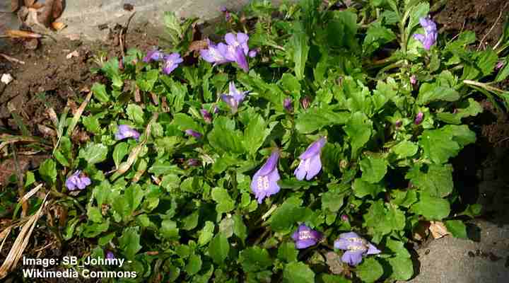 Ground Cover Plants With Purple Flowers, Ground Cover Plants With Purple Blooms