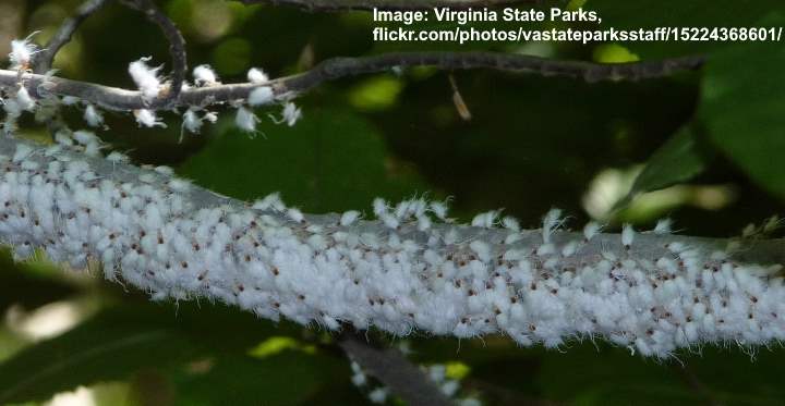 Woolly Aphids: What's That Fuzzy, Fluffy White Stuff on My Tree