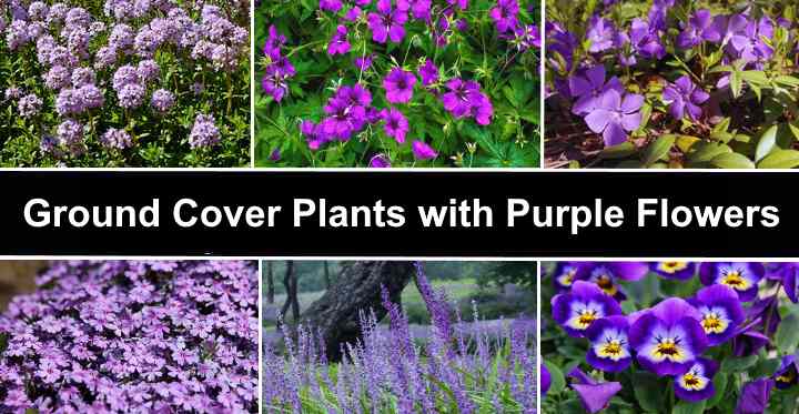 Ground Cover Plants With Purple Flowers With Pictures Identification