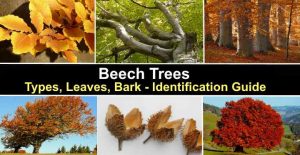 Beech Trees: Types, Leaves, Bark — Identification Guide (Pictures)