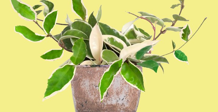 Easy Care Variegated Hoya Carnosa Krimson Queen Wax Plant Houseplant