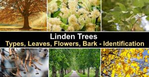 Linden Trees: Types, Leaves, Flowers, Bark - Identification (with Pictures)