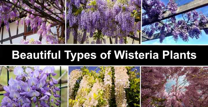 buy-chinese-wisteria-wisteria-sinensis-129-99-delivery-by-crocus