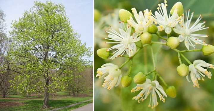 american linden tree