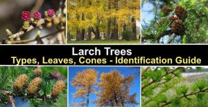 Larch Trees: Types, Leaves, Cones - Identification Guide (Pictures)