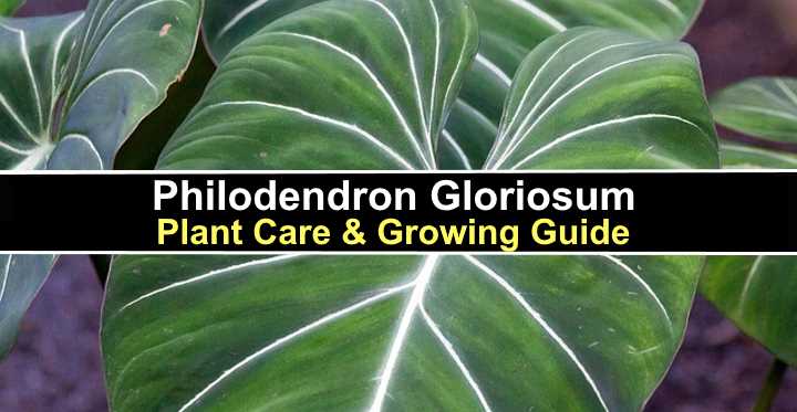 Philodendron Gloriosum: Plant Care