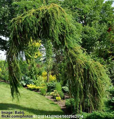 Larch Trees: Types, Leaves, Cones - Identification Guide (Pictures) (2023)