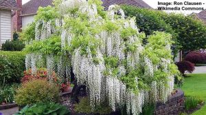 When To Plant A Wisteria Tree - Wisteria Tree For Sale