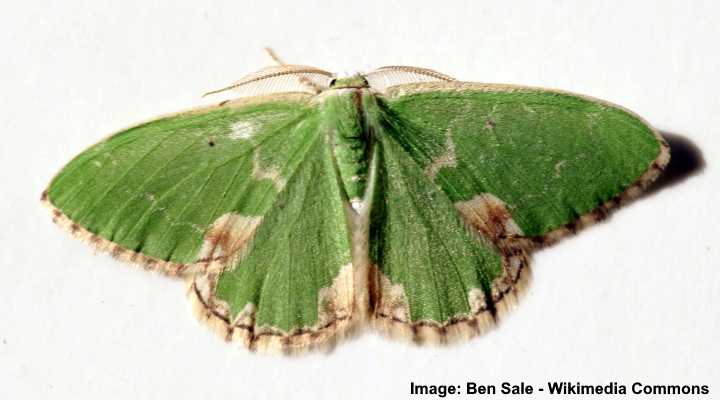 Blotched Emerald Moth (Comibaena bajularia)