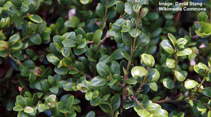 Buxus microphylla winter gem