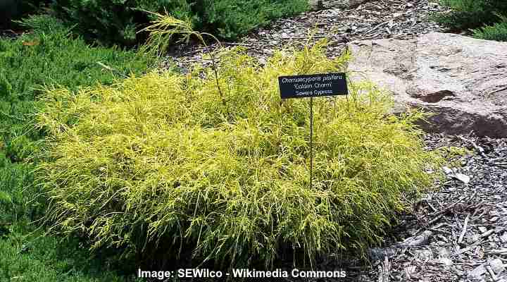 Chamaecyparis pisifera 'Golden Charm'