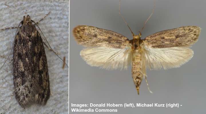 Types of House Moths (With Pictures) - Identification Guide (2023)