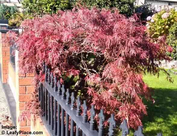 20 Japanese Maple Trees Types Leaves Pictures Identification