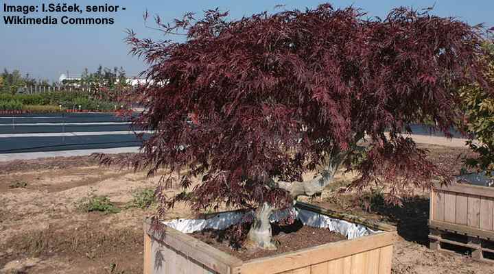 Laceleaf Japanese Maple