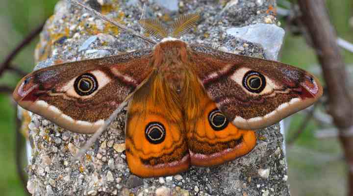 Emperor moth (Saturnia pavonia)