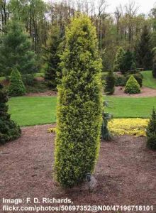 32 Dwarf Conifers: Dwarf Pine, Spruce, Cypress, Juniper & Yew (Pictures)