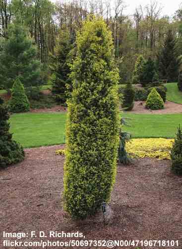 20-30cm Juniperus Gold Star Compact Hardy Spreading Evergreen Garden Conifer Shrub Incl. Pot