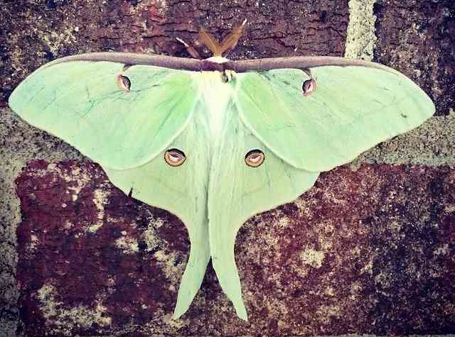 Luna moth (Actias luna)