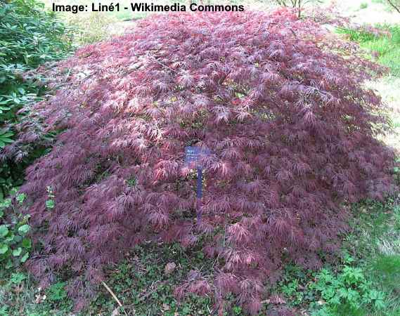 Dwarf Japanese Maples (Including Weeping): Types, Leaves (Pictures)