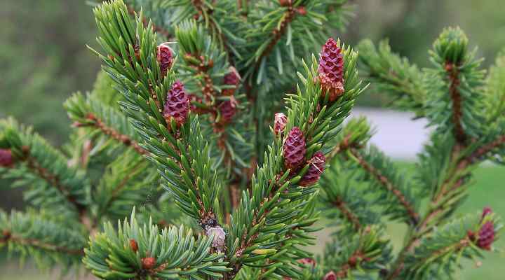 32 Dwarf Conifers Dwarf Pine Spruce Cypress Juniper Yew Pictures