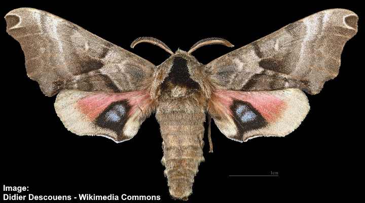 Twin-Spotted Sphinx Moth (Smerinthus jamaicensis)