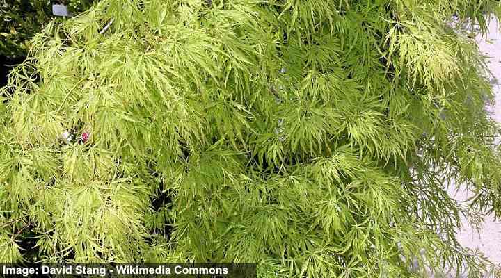 Dwarf Japanese Maples (Including Weeping): Types, Leaves (Pictures)