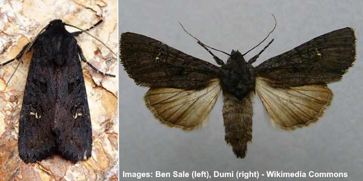 Black Rustic Moth (Aporophyla nigra)