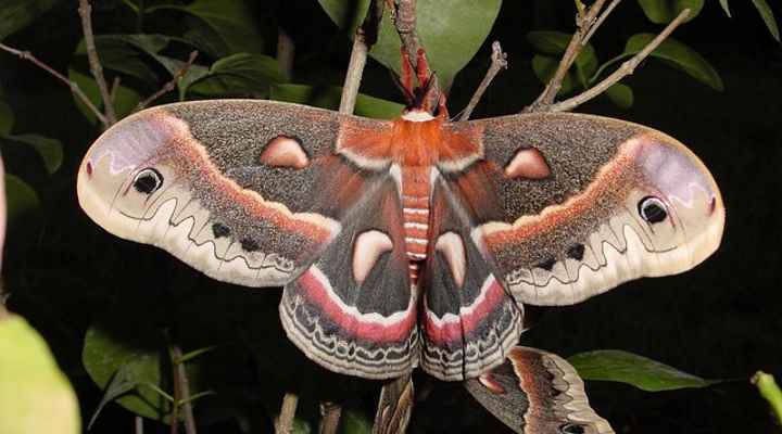 Cecropia Moth (Hyalophora cecropia)