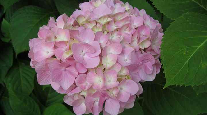Image of Close-up of a single pale pink hydrangea flower
