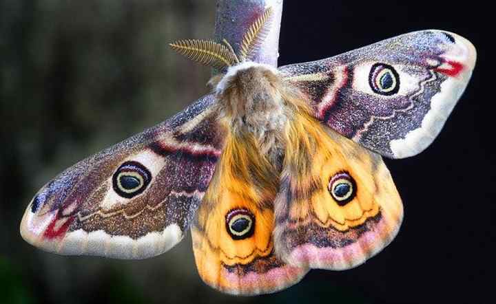 Types of Moths With Identification and Pictures (Identification Chart ...