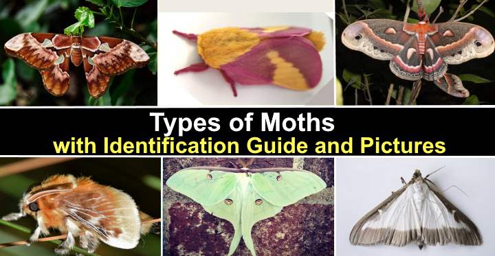 Types of Moths With Identification and Pictures (Identification Chart)