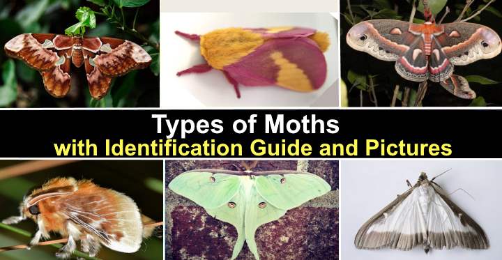 different types of moth