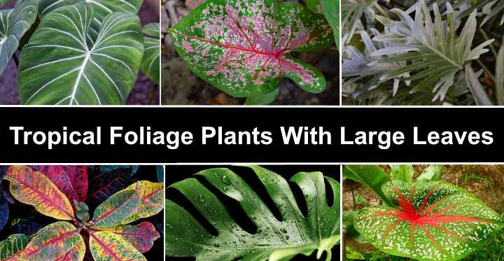 34 Plants With Large Leaves (Pictures) -