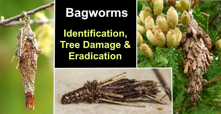 Bagworms: Identification, Tree Damage, Eradication (With Pictures)