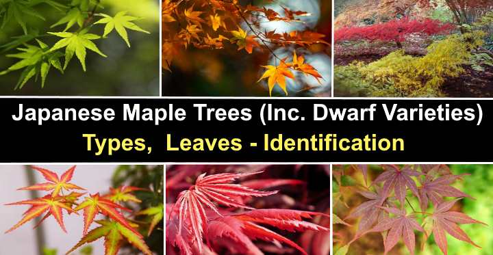 types of maple trees by leaf