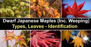 Dwarf Japanese Maples (including Weeping): Types, Leaves (pictures)