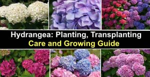 Hydrangea: Planting, Transplanting - Care and Growing Guide (Pictures)