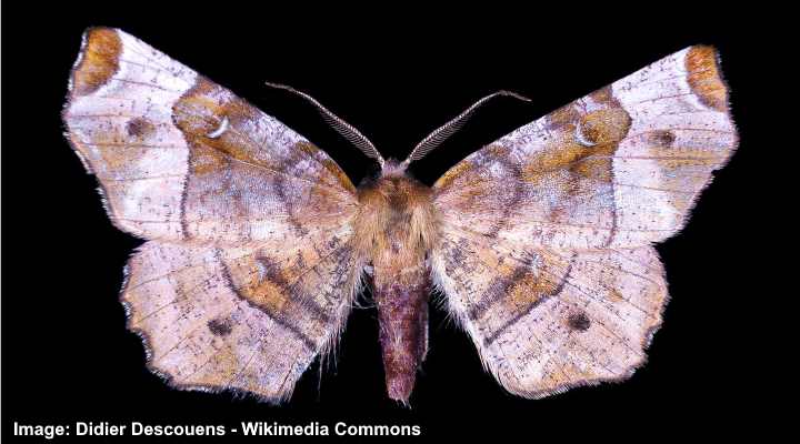 Purple Thorn Moth (Selenia tetralunaria)