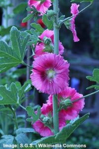 15 Hollyhock Plants: Flowers, Leaves, Seeds (Pictures) - Identification