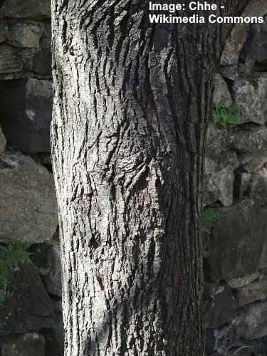 Amelanchier canadensis bark