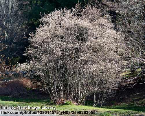 Amelanchier canadensis