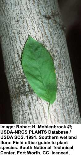 Amelanchier laevis bark