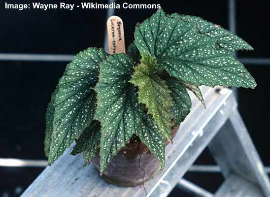 20 Types of Begonias: Flowers, Leaves (Pictures and Care Guide) -  Identification