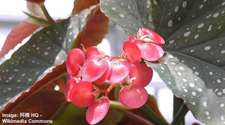 Angel Wing Begonia: Flowers, Leaves - Care Guide (Pictures)